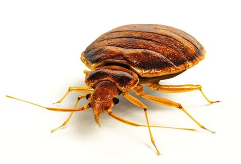 List U S Cities With The Worst Bed Bug Infestations Pj Media