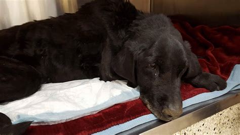 Check spelling or type a new query. One Dog at A Time - We Can Make a Change... One Dog At A Time