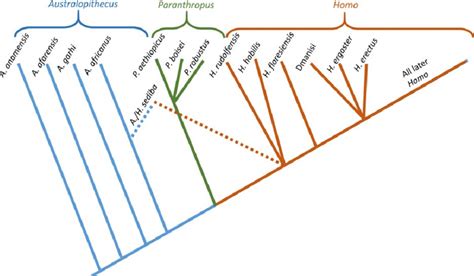 Fig Ure 5 A Taxonomy Of Early Hominins That Retains The Genus