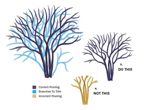 Learn How To Prune Crape Myrtles Correctly