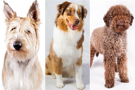 Three New Dog Breeds Join The American Kennel Club