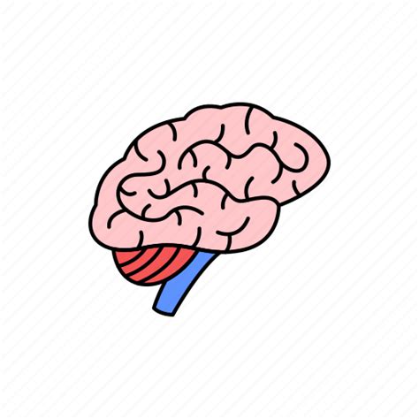 Body Human Organ Internal Brain Icon Download On Iconfinder