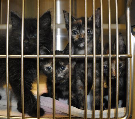 Spca Reaches Cat Kitten Adoption Goal But Still Needs More Homes For