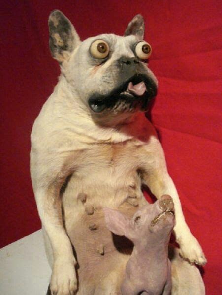 15 Bad Taxidermy Ideas Bad Taxidermy Taxidermy Funny Taxidermy