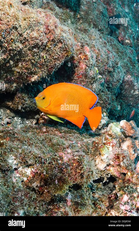 Clarion Angelfish Holacanthus Clarionensis Revillagigedos Archipelago