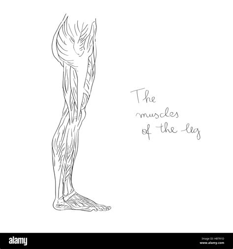 Lateral View Of The Human Muscular System Hi Res Stock Photography And
