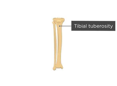Tibia And Fibula Anatomy And Labeled Diagram Getbodysmart