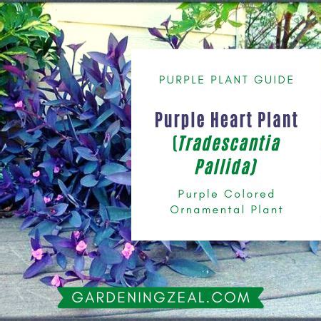 Its foliage usually enters dormancy in the midsummer heat. Purple Heart Plant: Tradescantia pallida Purple Queen ...