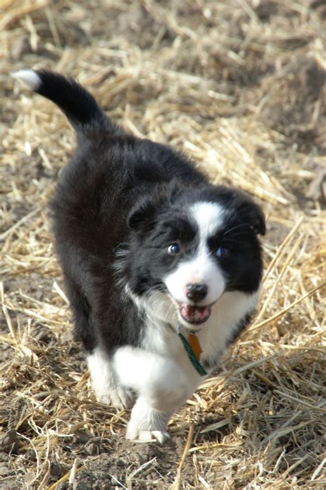 Allie On The Come Collie Puppies Border Collie Beautiful Puppy