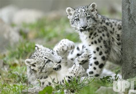 Photo Snow Leopard Cubs Play At Brookfield Zoo Chi2015100717