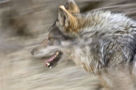 Mexican Wolf Canis Lupus Baileyi Running Captive Photos Prints