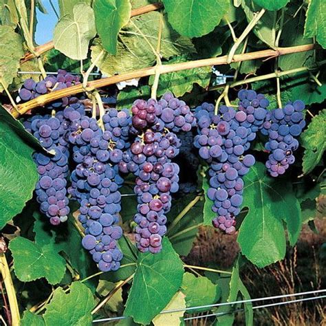 Vitis vinifera, the common grape vine, is a species of flowering plant, native to the mediterranean region, central europe, and southwestern asia, from morocco and portugal north to southern germany and east to northern iran. Growing Snail Vine Seeds | Grape plant, Aquaponics ...