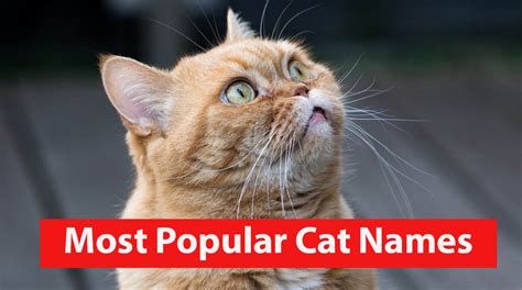 Most Popular Cat Names For Male And Female
