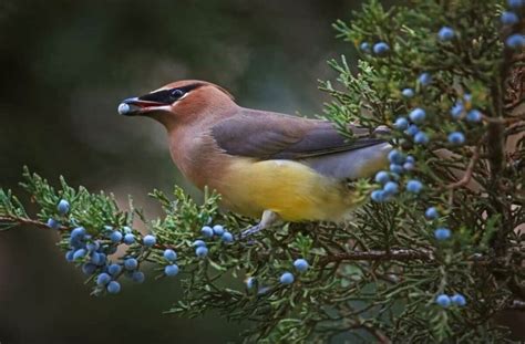 What Birds Eat Blueberries The Best Way To Feed Them And More