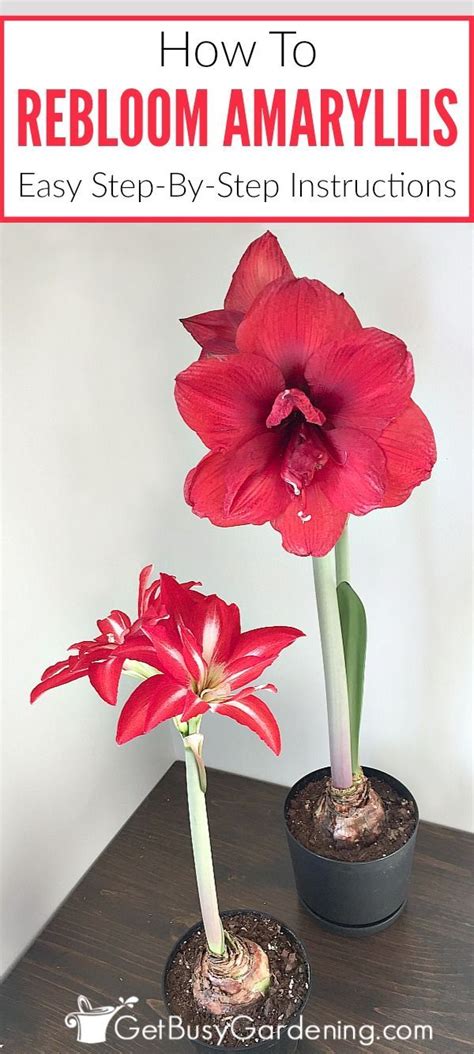 How To Rebloom Your Amaryllis In 4 Easy Steps Get Busy Gardening