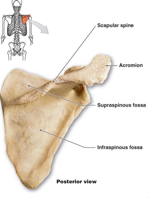 Which Of The Following Bones Has An Acromion Process
