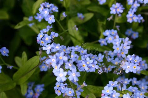 Blue Flowers Of Forget Me Not Plant Stock Photo Image Of Plant Leaf