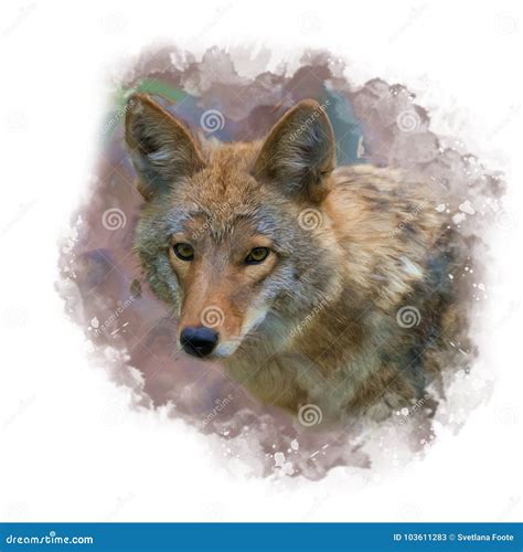 Coyote Portrait Digital Painting Stock Illustration Illustration Of