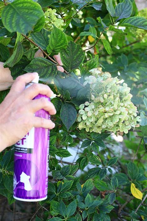 How To Dry Hydrangeas The Easy Way Hydrangea Flower Arrangements