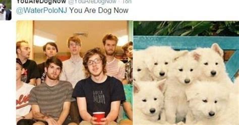 You Are Dog Now Is Twitter Done Right Huffpost News