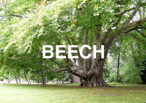 The Facts And Uses Of Beech Trees