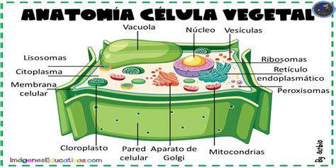 Celula Vegetal Sin Nombres Una Celula Vegetal Es El Tipo De Celula