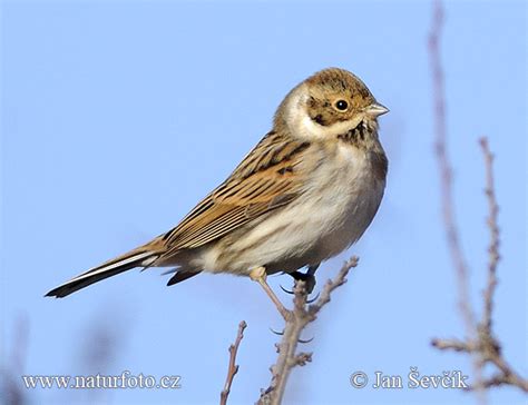 Emberiza Schoeniclus Pictures Reed Bunting Images Nature Wildlife