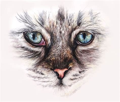 How To Draw Eyes With Colored Pencils Step By Step Draw Level