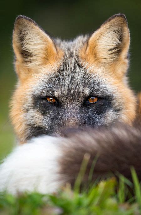 Cross Fox By Brittany Crossman National Geographic Your Shot Pet