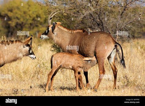 Roan Antelope Hippotragus Equinusfemale And Calfsouth Africa Stock