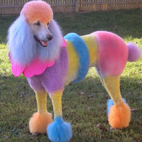 17 Best Images About Dyed Poodles On Pinterest Poodles Creative And China Dolls