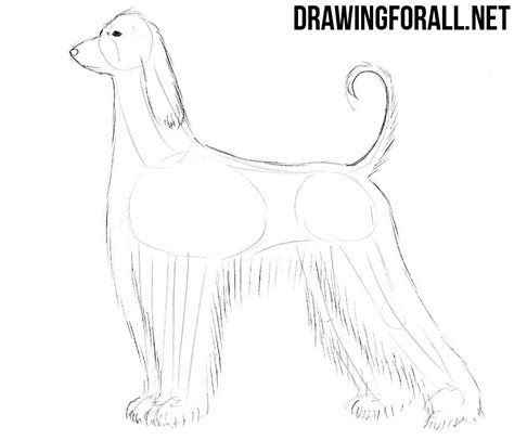 Step 2 now draw four ovals for each toe of the dog. How to Draw an Afghan Hound | Drawingforall.net