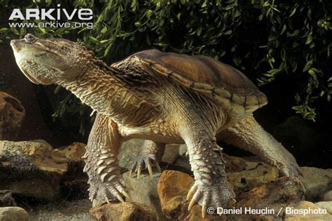 Snapping Turtle Reptiles And Amphibians Mammals Chelydra Serpentina