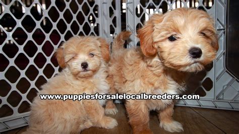 Please rsvp to joye evans at. Cavapoo, German Shepherd, Yorkie, Shihpoo, Puppies For Sale, Atlanta, Georgia Local Breeders ...