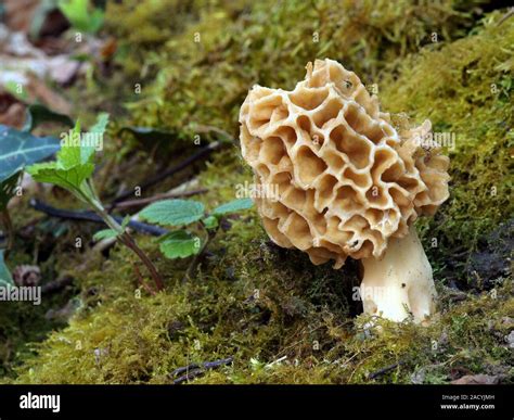 Common Morel Yellow Morel Morchella Esculenta Stock Photo Alamy