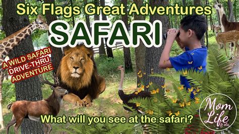 Six Flags Great Adventures Drive Thru Safari Youtube