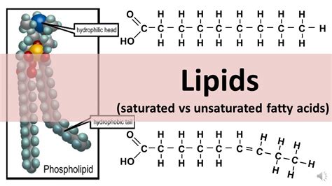 Lipids Saturated And Unsaturated Fats Updated Youtube