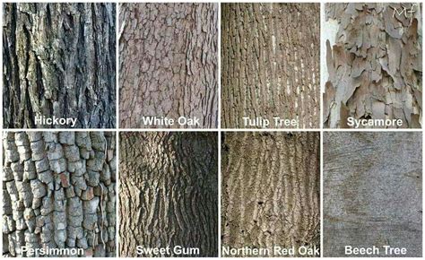 Tree Bark Tree Bark Identification Tree Id Tree Bark