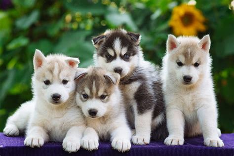 How Much Do Huskies Cost Read And Buy Best Tips For Pets Baby Kitchen