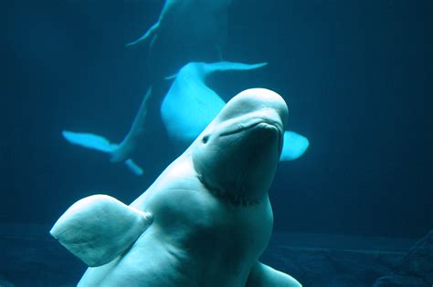 Do Beluga Whales Give Themselves Names On Biology