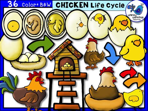 Whimsy Workshop Teaching Teacher Graphics Life Cycles Chicken Life