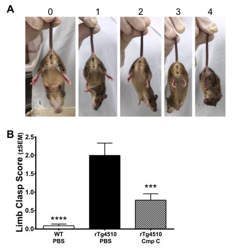 Limb Clasping A Representative Images Of Mice Exhibiting Various