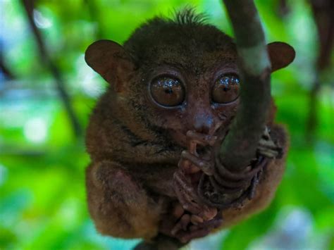 18 Facts About The Tarsier Suicidal Monkey Of Philippines