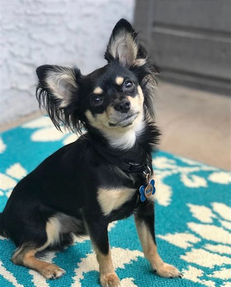 77 Types Of Chihuahua Mix Breeds L2sanpiero