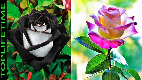 10 Rosas Más Bonitas Del Mundo Youtube