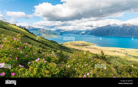 New Zealand Mountain Flowers Hi Res Stock Photography And Images Alamy