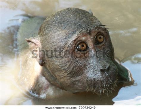 Portrait Monkey Taking Bath Stock Photo 720934249 Shutterstock