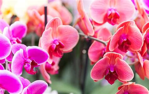 How To Grow Orchids From Seeds Slick Garden