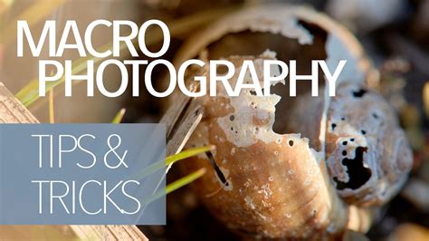 Macro Photography Tips And Tricks Youtube