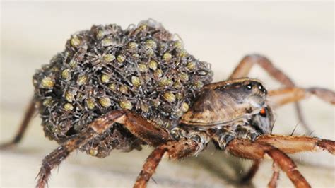 Wolf Spider Babies Trypophobia Trigger Youtube